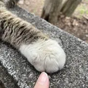 NENEMUMUの画像