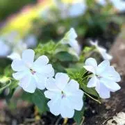 pipi(プロフをご覧下さい)の画像