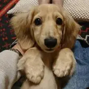 サリー