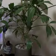 Aracynの画像