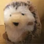 はりねずみさんの画像