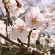 ヒロシマグッズ☆ハンドメイド値下不可の画像