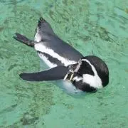 たまキチ