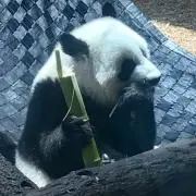 さくら