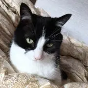 みゅう