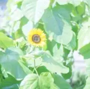 ひめ