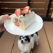 ゆきの画像