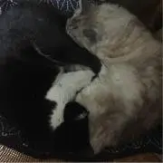 猫神ハイネ