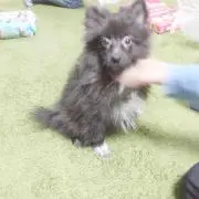 ころせんせー