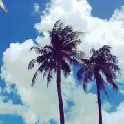メエヤンの画像