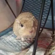 Meruruの画像
