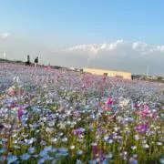 A.の画像