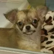 まっきーまうす