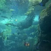 さくらの画像