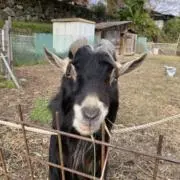 Mr.グァバの画像