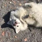 だんご