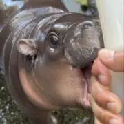み【即日発送】の画像