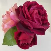 ROSEの画像