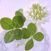 小春日和