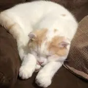 のんたんの画像