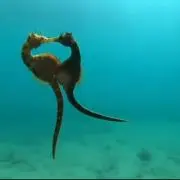 さら