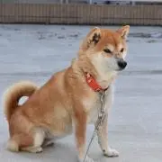 安倍川の画像