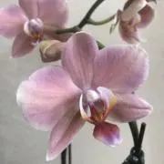໒꒱の画像