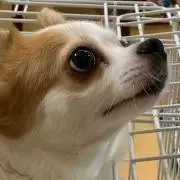 のぶの画像
