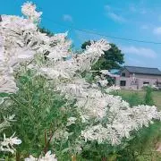 みいやんの画像