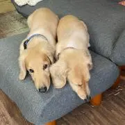 こめ