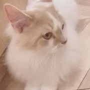 mkの画像