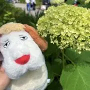 ピヨンの画像