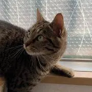 てむの画像