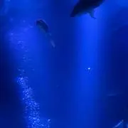 dの画像