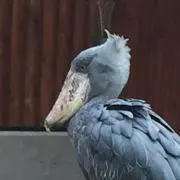 みみの画像