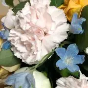 はなの画像