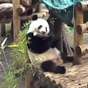 shan tanの画像