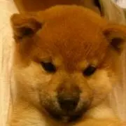 ★yuzu-yuka★の画像