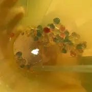 ☆ゆずたろう☆の画像