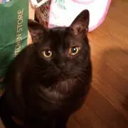 たぬ(プロフ一読希望)の画像
