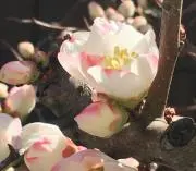 おりの画像