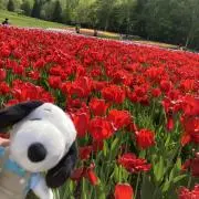 バナナぷりんの画像
