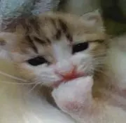 三毛猫の画像