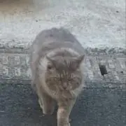 Rの画像