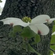 ハナミズキの画像