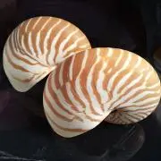 あずきの画像