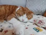とらちゃんの画像