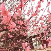 コマの画像