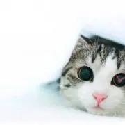 RuRuの画像