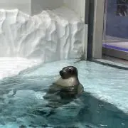 ささみの画像